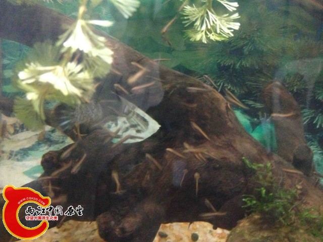 043636.jpg