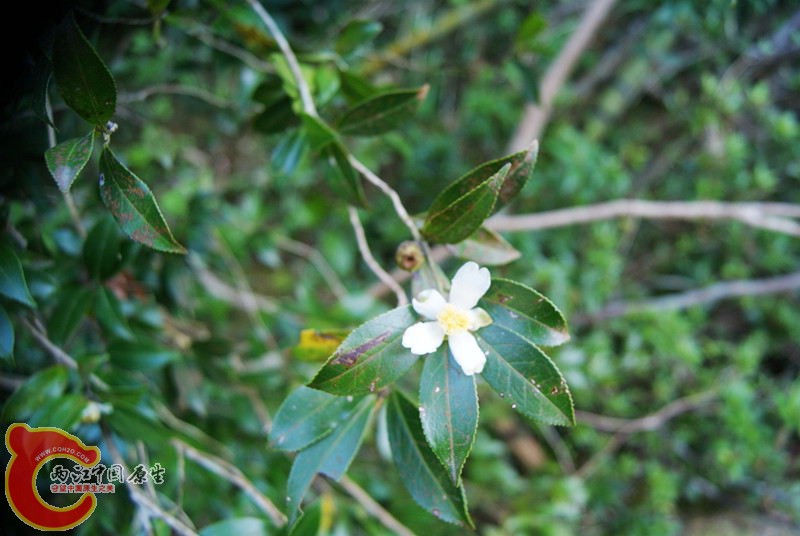 茶花谷037.jpg