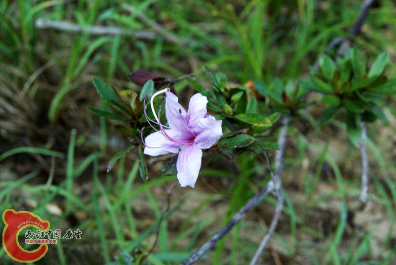 茶花谷051.jpg