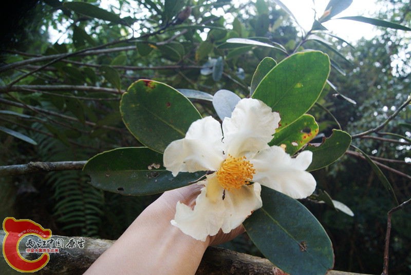 茶花谷139.jpg