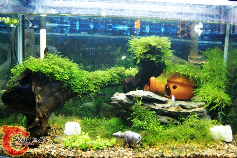 茶花谷209.jpg