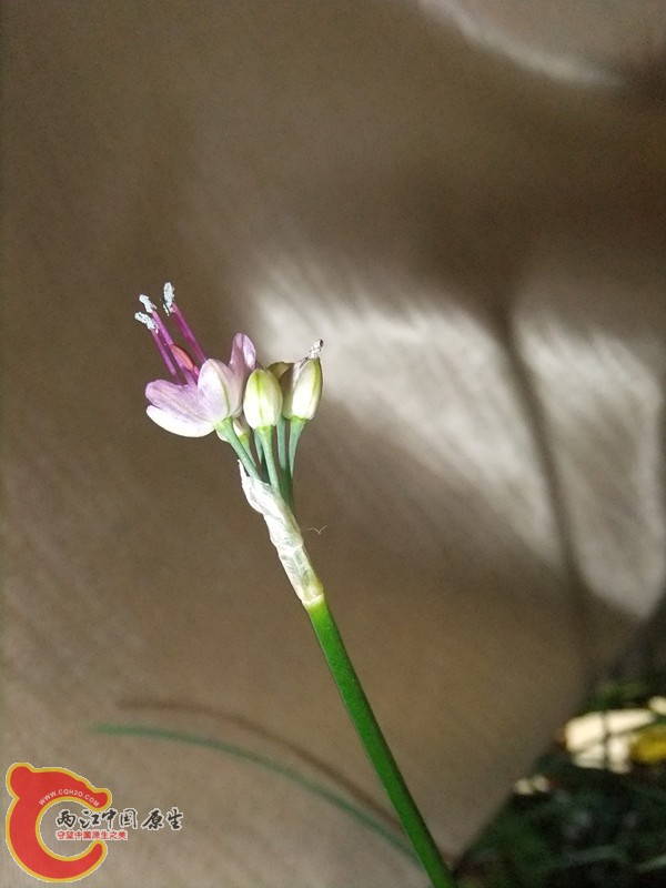 DSCF8003_副本.jpg