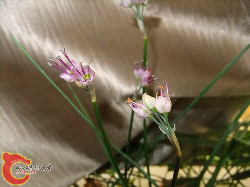 DSCF8005_副本.jpg