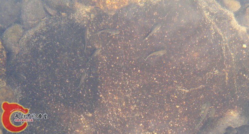 一群吸鳅苗子，看到哥来都不闪，算你还小不如哥就要下手了