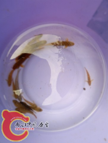 压成跟成体吸鳅就走不了，还有溪吻虾虎鱼