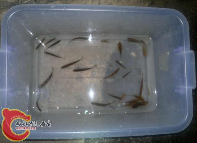 有种野采方法叫徒手抓