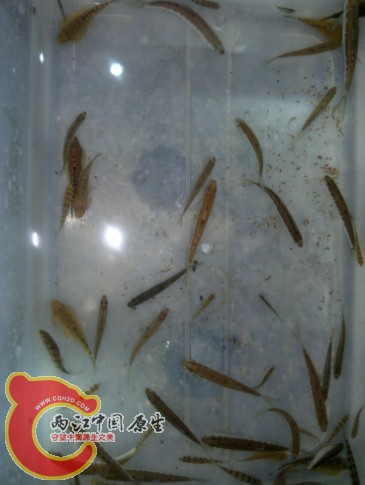 晚上电筒照着鱲，基本不走或者游很慢