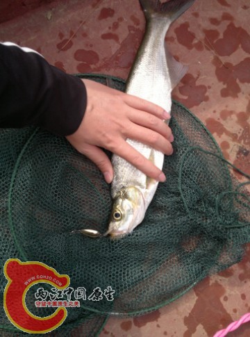 我路亚竿的第一滴血，翘嘴上钩的时候我还不相信我能路懂啊鱼，拉上来的时候感觉就觉得这鱼怎么就咬凉皮了呢 ...