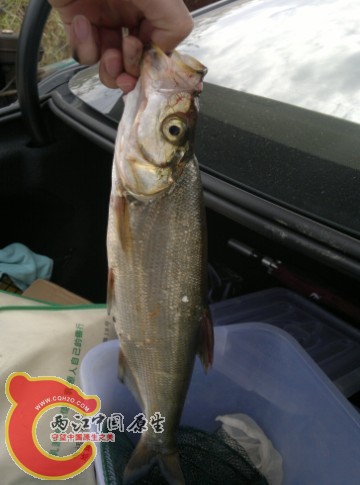 由于新手，取钩花了太多的时间，取出钩来翘嘴都半条命没了