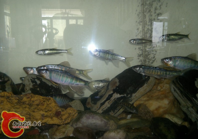南方长鳍鱲