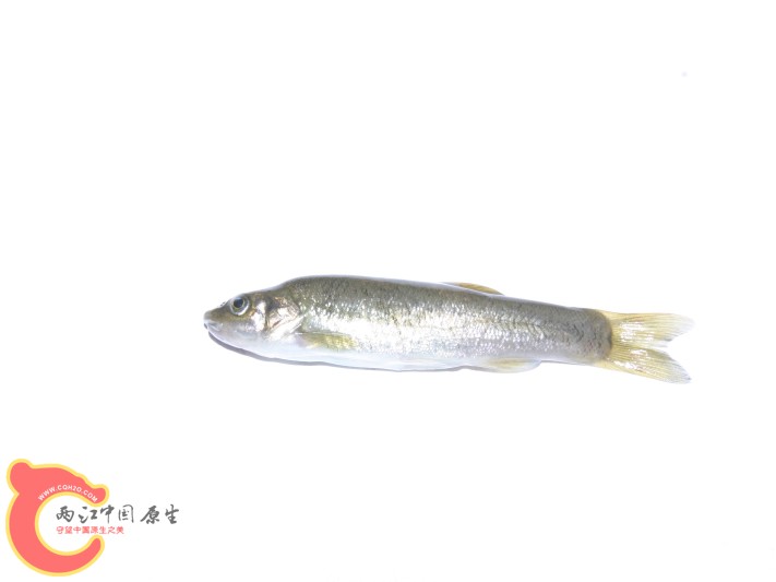 是一种（鱼岁）吗？