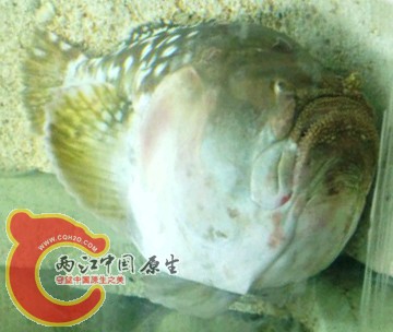 LOGO优化.jpg