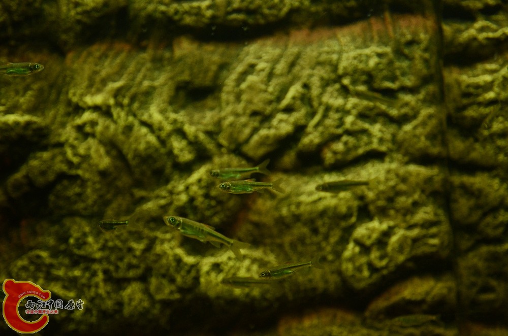 DSC_4497.jpg