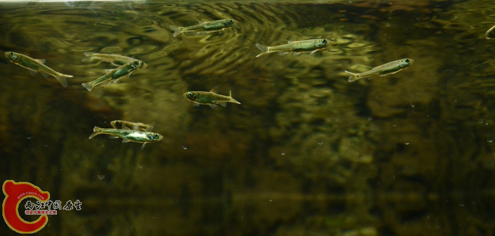DSC_4548.jpg