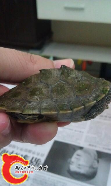 IMAG0178.jpg