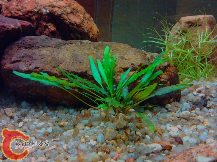 普通椒草，后面那不知道叫什么草