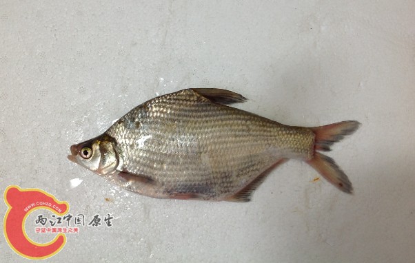 什么鲂，求解答