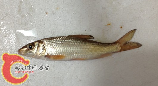 唇滑鱼