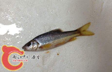 北江光唇