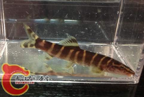 中华沙鳅