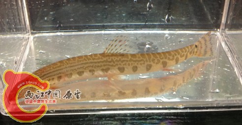 中华花鳅
