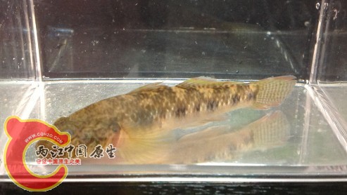 子陵吻虾虎鱼
