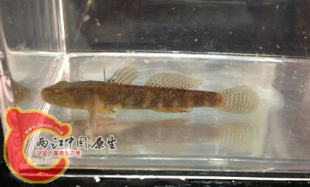 李氏吻虾虎鱼