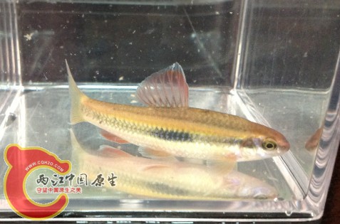 小鰁