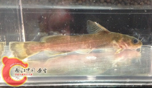 粗唇鮠