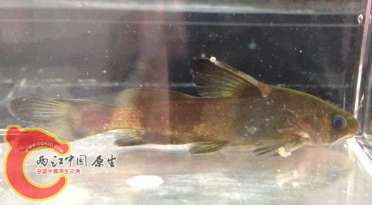 长脂拟尝