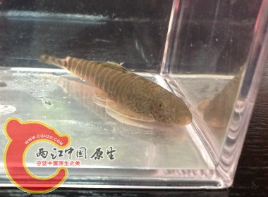长汀拟腹吸鳅
