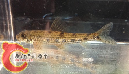 广东胡鮈