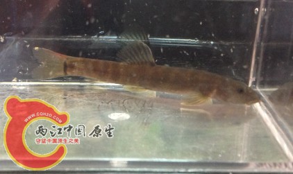 南鳅