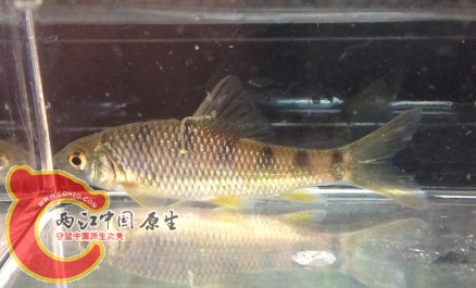 光唇