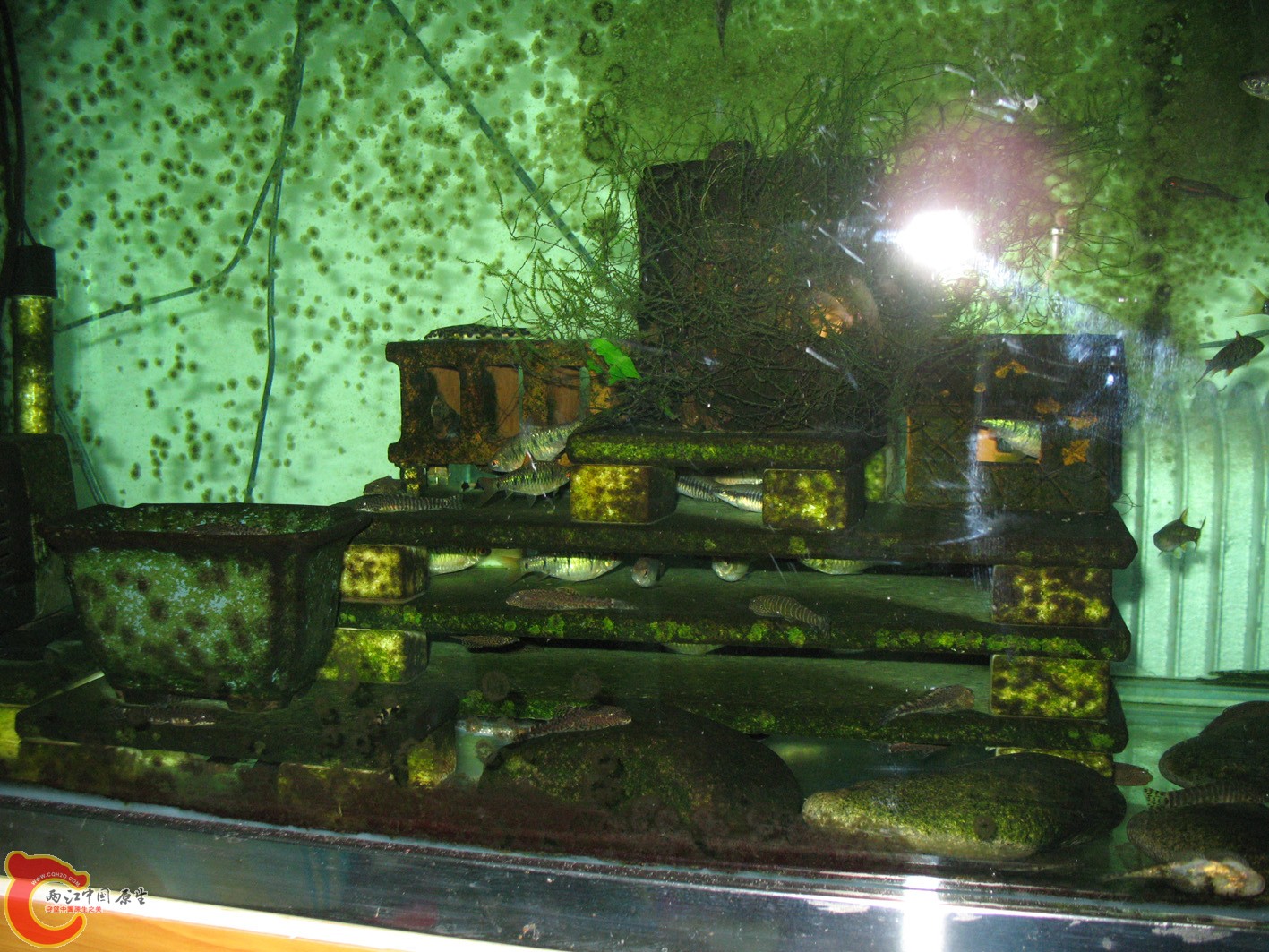 IMG_9972.JPG