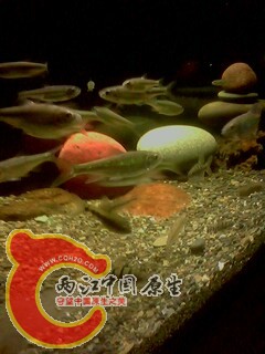 IMG0442A.jpg