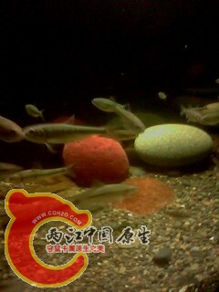 IMG0441A.jpg