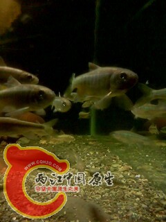 IMG0440A.jpg