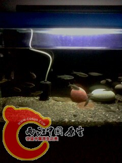 IMG0433A.jpg