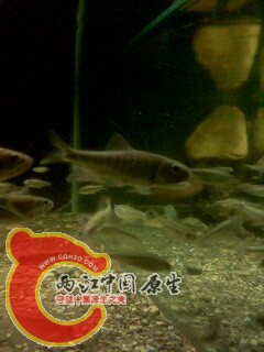 IMG0435A.jpg