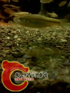 IMG0437A.jpg