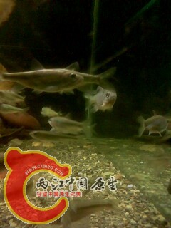 IMG0439A.jpg