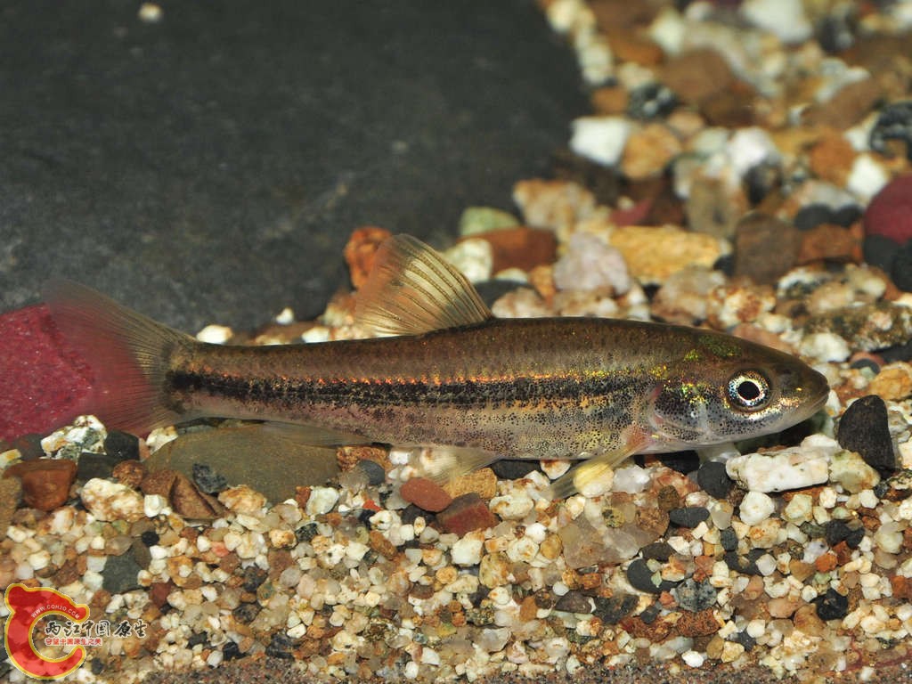 fish5.jpg
