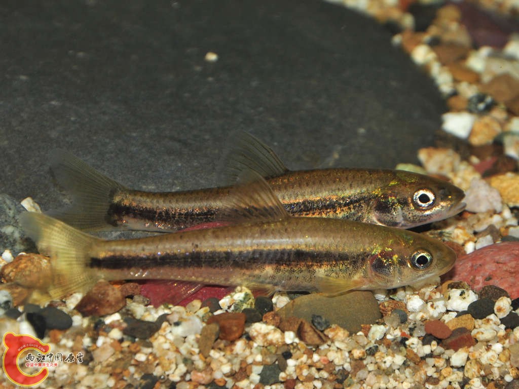 fish6.jpg
