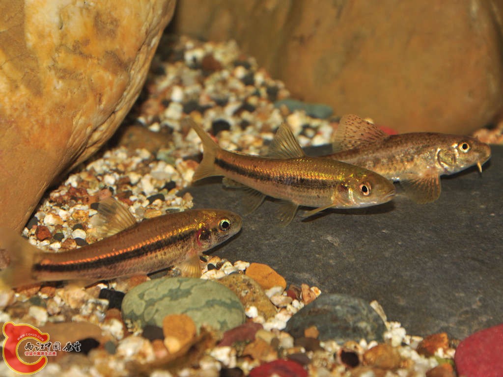 fish7.jpg