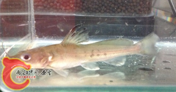 斑鱯，这个鱼不消停好难拍