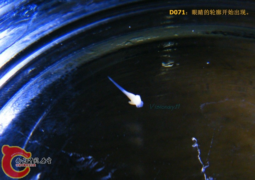 D70.jpg