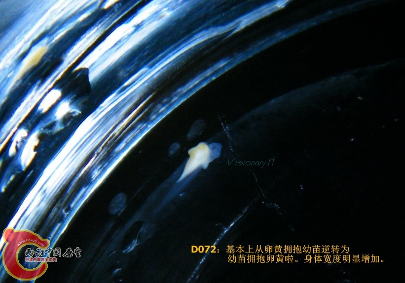 D71.jpg