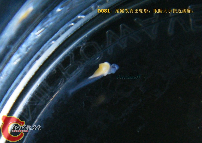 D80.jpg