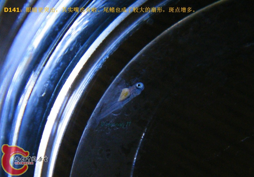 D140.jpg